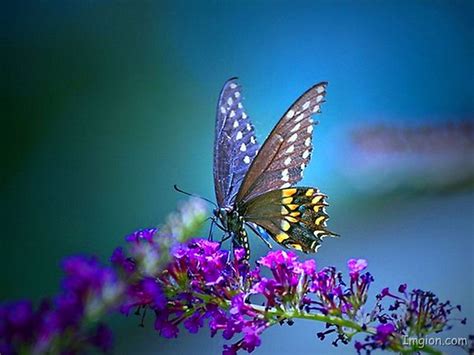 butterfly cool wallpaper|beautiful butterfly desktop wallpaper.